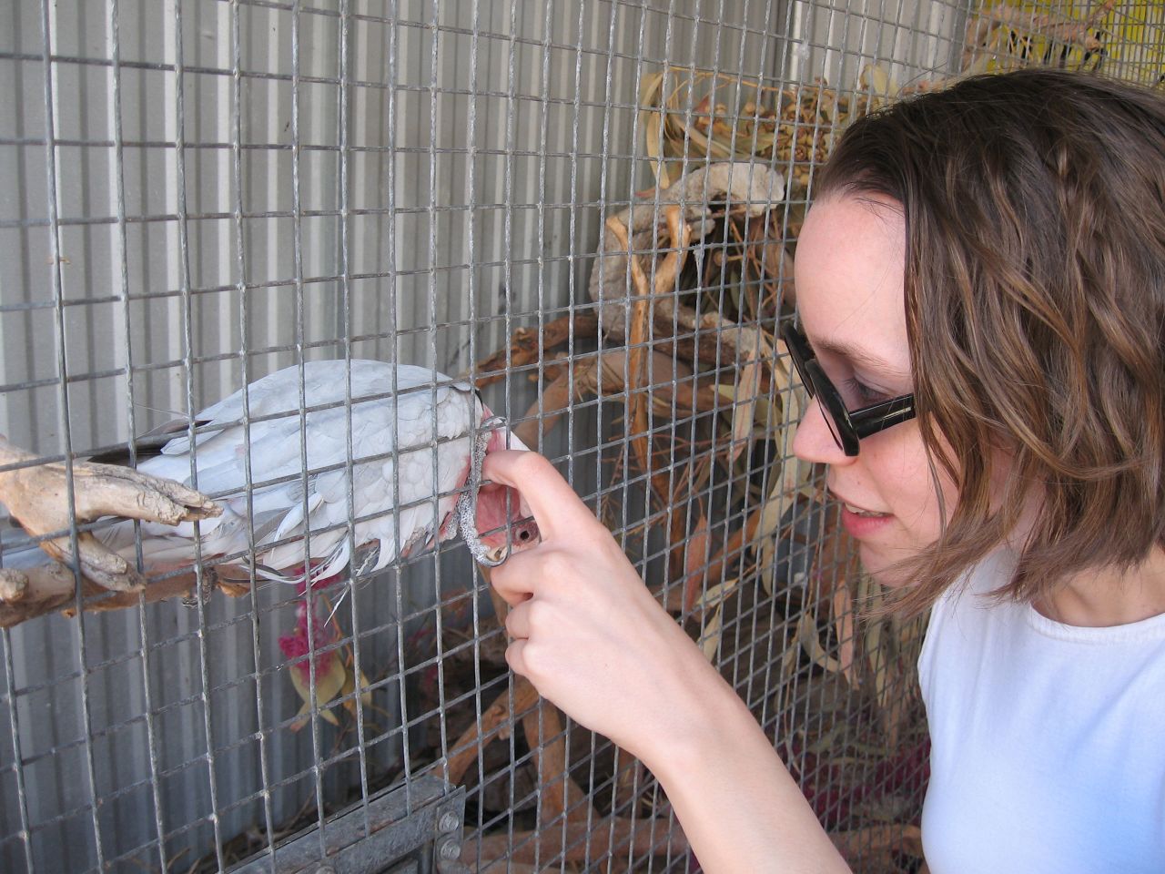 Galah bird in Onkaparinga, Australia