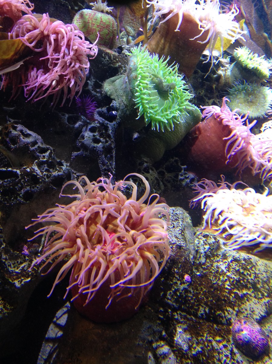 Colorful sea anemones